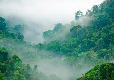 Produktbild von Vlies Fototapete Wald Nebel Dschungel Natur (V8 - 368cm x 254cm - 4 Bahnen) Wohnzimmer Schlafzimmer Wandtapete Tapete Latexdruck UV-Beständig Geruchsfrei Hohe Auflösung Montagefertig