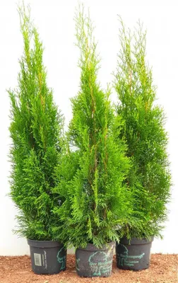 Produktbild von Thuja occidentalis 'Smaragd', Lebensbaum, immergrün, 80–100 cm