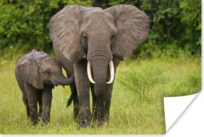 Produktbild von MuchoWow® Poster Elefant - Kalb - Landschaft 120x80 cm - Bilder