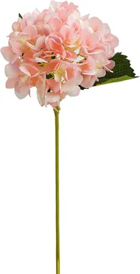 Produktbild von 1 Zweig gefälschte Blume mit 2 Blättern, die nicht mit künstlichen Kunsthordera -DIY -Braut Bouquet Hochzeitsdekor für Wohnzimmer mit Faux Seidenkünstig sind-Rosa