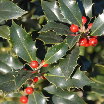Immagine prodotto di 2 x agrifoglio dell'Alaska - Ilex aquifolium 'Alaska' | 40-60 cm in contenitore