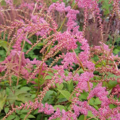 Obrázok produktu pre 6 x Thunbergova astilba  - Astilbe thunbergii 'Straussenfeder'  | Kvetináč 9 cm x 9 cm