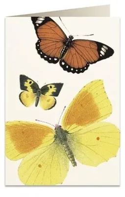 Image de Carnet Tassotti B6 avec pochette « Papillons », papier 200 g