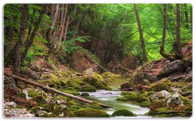 Produktbild von Wallario Frühstücksbrettchen aus Glas, je 14 x 23 cm, mit rutschfesten Füßen, Motiv Fluss im Wald