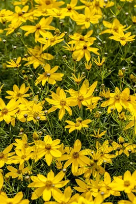 Produktbild von Coreopsis verticillata 'Zagreb', Mädchenauge, gelb, ca. 9x9 cm Topf