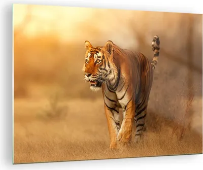 Produktbild von Bilder auf glas - tiger tier - 70x50cm - Glasbilder - Wandbilder - Bilder - Kunstdruck - zum Aufhängen bereit - Wanddekoration aus Glas - Glas Bilder - Wandbild auf Glas - Einteilig - GAA70x50-3946