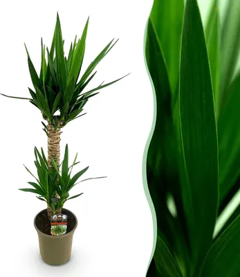 Produktbild von Green boutiQ - Zimmerpflanze - Yucca elephantipes - Yucca - Wenig Pflege - Grün - 1 - Topf 19cm - Höhe 95m