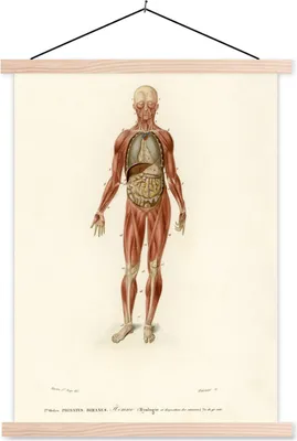 Produktbild von MuchoWow® Textilposter Anatomie - Körper - Mensch 40x53 cm mit holzfarbenen Rahmen - Schlafzimmer