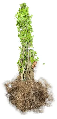 Image de 10 plants de buisseyer tatar (Lonicera tatarica) | Hauteur : 60-90 cm, plants non enracinés