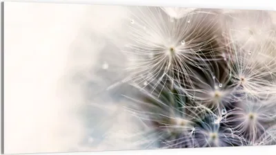Produktbild von DEQORI Glasbild Echtglas 100x50 cm 'Detailaufnahme Pusteblume' Wandbild Bild modern Deko