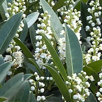 Produktbild von 2 x  Kirschlorbeer  - Prunus laurocerasus 'Otto Luyken'  | 30-40 cm in Container