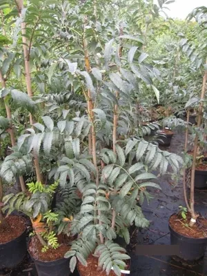 Produktbild von Sorbus aucuparia Fingerprint - Eberesche Fingerprint