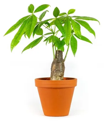Obrázek produktu pro Gardners Pachira aquatica kmen, průměr 12 cm