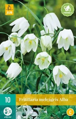 Obrázok produktu pre [ZRUŠENÉ V ROKU 2024] Fritillaria meleagris Alba (10 kusov) | Cibuľky "Kaiserkrone" od spoločnosti Jub Holland