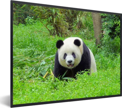Produktbild von MuchoWow® Gerahmtes Poster Panda - Gras - Tier 40x30 cm - Poster mit Schwarzem Bilderrahmen Wandposter Rahmen Foto Bilder - Kunstposter - Wanddekorationen