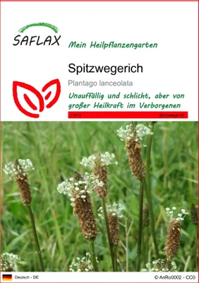 Produktbild von SAFLAX - Spitzwegerich - Plantago lanceolata - 100 Samen
