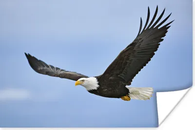 Produktbild von MuchoWow® Poster Ein fliegender Weißkopfseeadler 60x40 cm - Schlafzimmerdekoration
