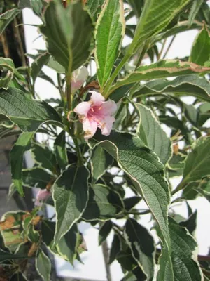 Produktbild von Hochstamm Weigelie Suzanne - Weigela florida - Stamm 80cm + Krone