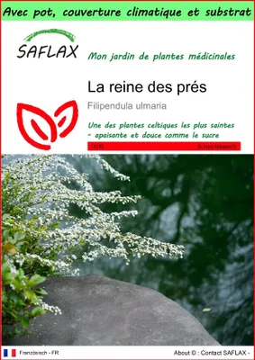 Image de SAFLAX Garden to go - La reine des prés - 500 graines - Filipendula