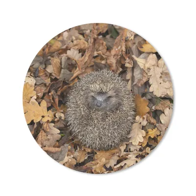 Produktbild von MuchoWow® Mauspad Mousepad Igel - Herbst - Wald 40x40 cm - Mousepads - Maus Mat - Pad - Mausunterlage - Schreibtisch Accessoires