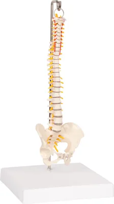 Produktbild von Mini-Wirbelsäule inkl. Stativ, Anatomie Modell, anatomisches Lehrmittel, 30 cm