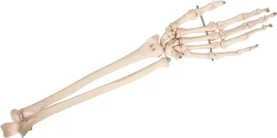 Produktbild von Handskelett mit Unterarm, beweglich , Anatomie Modell, Anatomische Lehrmittel, Medizin