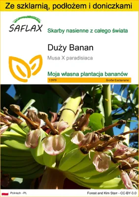 Zdjęcie produktu dla SAFLAX - Zestaw do uprawy - Duży Banan - 10 Nasiona - Z mini szklarnią, podłożem uprawowym i 2 doniczkami - Musa X paradisiaca