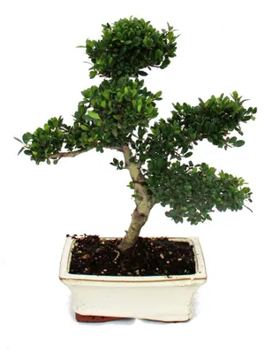 Produktbild von Bonsai Ilex crenata - Japanische Stechpalme ca. 6 Jahre