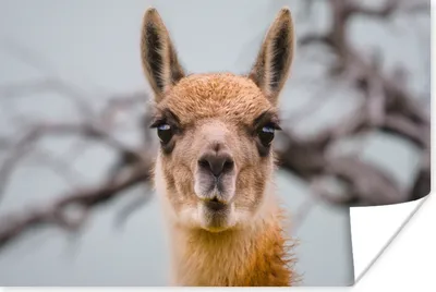 Produktbild von MuchoWow® Poster Lama - Selfie - Boom 60x40 cm - Schlafzimmerdekoration