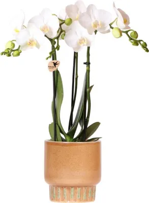 Produktbild von Kolibri Orchids | Weiße Amabilis Orchidee + Bold Cognac Übertopf – Topfgröße Ø9cm | blühende Zimmerpflanze – frisch vom Züchter