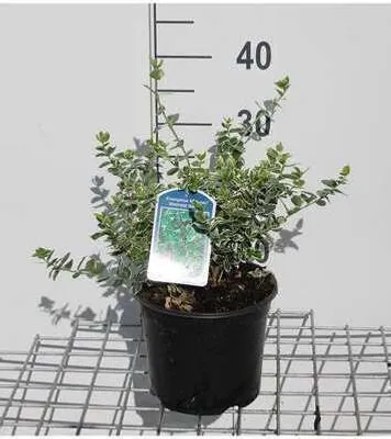 Produktbild von Euonymus fort. 'Em. Gaiety' - Korkflügelstrauch 20- 30 cm Container