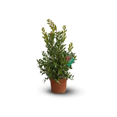 Image de Callistemon - citrinus - ↕ 60-70 cm - ⌀ 19 cm - plante d'extérieur