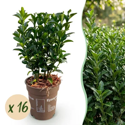 Produktbild von Euonymus japonica Green Spire - Pfaffenhütchen - Heckenpflanzen - Immergrün - Grün - Pflegeleicht - 16 Pflanzen - Topf Ø 9 cm - Höhe 20-25 cm