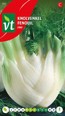 Produktbild von Knollensellerie Fino Samen - Ca. 1,5 gr | VT_937