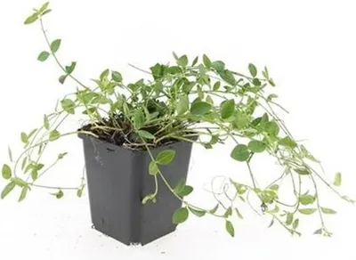 Image de Couvre-sol - Pervenche à petites feuilles - Vinca minor 'Gertrude Jekyll' - Pot de 9cm - Set de 60 plantes