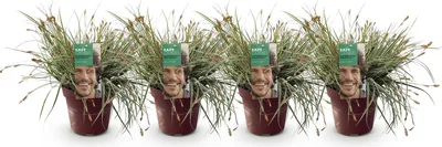 Produktbild von Green boutiQ - Ziergräser - Carex oshimensis Everest - Weiß und Grün - 4 Pflanzen - Immergrün - Wenig Pflege - Topf 17cm Höhe 50cm
