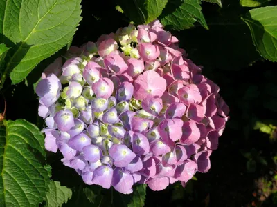 Produktbild von Gartenhortensie Bouquet Rose 2L
