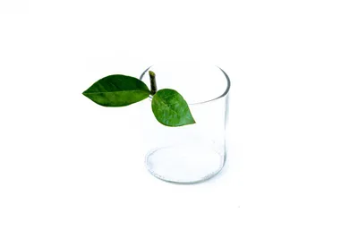 Obrázok produktu pre Gardners Zamioculcas zamiifolia - odrezky na zakorenenie
