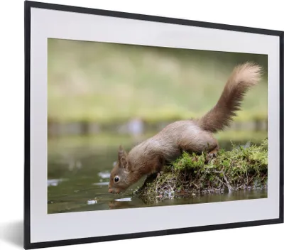 Produktbild von MuchoWow® MuchoWow® Gerahmtes Poster Eichhörnchen - Wasser - Wald 40x30 cm - Poster mit zchwarzem Bilderrahmen - Bilderrahmen - Poster im Rahmen