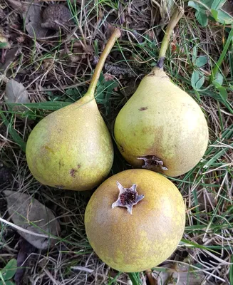 Image de Pyrus calleryana (Semis) / Poirier de Chine