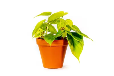 Obrázek produktu pro Gardners Philodendron scandens Lemon lime, průměr 12 cm