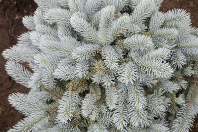 Produktbild von Picea pungens 'Glauca Globosa', Blautanne, kompakt, 25–30 cm