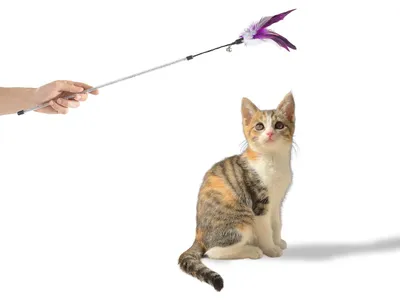 Produktbild von Katzenwedel mit Federkopf · animierendes Katzenspielzeug · 74 cm · dunkelblau
