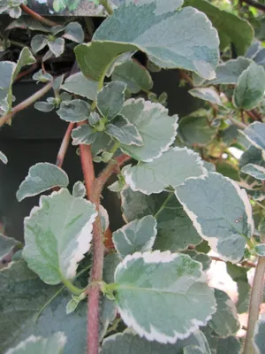 Produktbild von Hydrangea petiolares Silver Lining - Weißbunte Kletterhortensie 60-80cm