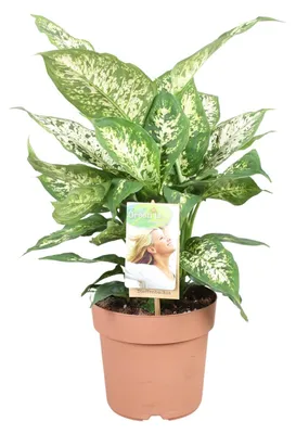 Image de Dieffenbachia Compacta - 35-45cm - Ø17cm - Plante d'intérieur - Vert persistant