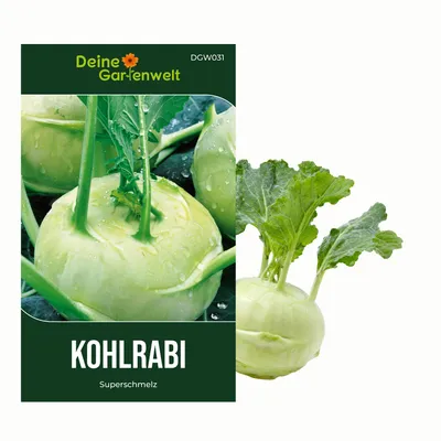 Produktbild von Kohlrabi Superschmelz Samen - Brassica oleracea - Kohlrabisamen - Gemüsesamen - Saatgut für 80 Pflanzen