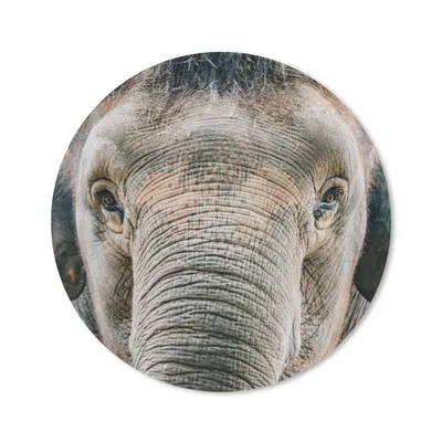 Produktbild von MuchoWow® Mauspad Mousepad Elefant - Porträt - Tiere - Grau 30x30 cm - Mousepads - Maus Mat - Pad - Mausunterlage - Tischunterlage - Schreibtischmatten