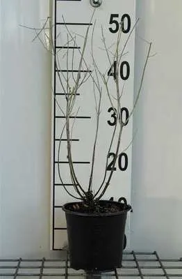 Produktbild von Perovskia atripl. 'Blue Spire' - Blauraute Blue Spire 20- 25 cm - Container