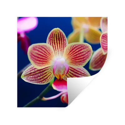 Produktbild von MuchoWow® Wandtattoo Wandsticker Wandaufkleber Von Orchidee 80x80 cm Selbstklebend und Repositionierbar - Wierderverwendbar - Selbstklebend