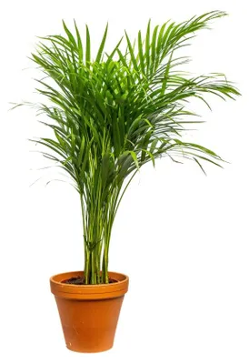 Obrázok produktu pre Gardners Dypsis Lutescens (areca), priemer 21 cm